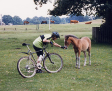 New forest foal-irresistible
